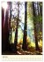 Redwoods - Faszination Mammutbäume... - Bild 12