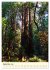 Redwoods - Faszination Mammutbäume... - Bild 15