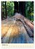 Redwoods - Faszination Mammutbäume... - Bild 3