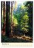 Redwoods - Faszination Mammutbäume... - Bild 4