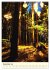 Redwoods - Faszination Mammutbäume... - Bild 5
