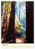 Redwoods - Faszination Mammutbäume... - Bild 8