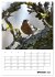 Amsel, Drossel, Fink und Star -... - Bild 2
