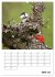 Amsel, Drossel, Fink und Star -... - Bild 11