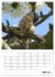 Amsel, Drossel, Fink und Star -... - Bild 12