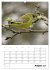 Amsel, Drossel, Fink und Star -... - Bild 13
