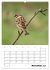 Amsel, Drossel, Fink und Star -... - Bild 3