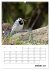 Amsel, Drossel, Fink und Star -... - Bild 6