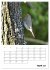 Amsel, Drossel, Fink und Star -... - Bild 9