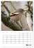 Amsel, Drossel, Fink und Star -... - Bild 10