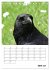 Rabenvögel Terminplaner (Tischkalender... - Bild 12