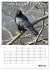 Rabenvögel Terminplaner (Tischkalender... - Bild 13