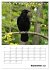 Rabenvögel Terminplaner (Tischkalender... - Bild 15