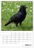 Rabenvögel Terminplaner (Tischkalender... - Bild 10