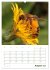 Bienen-Terminplaner 2026 (hochwertiger... - Bild 13