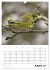 Amsel, Drossel, Fink und Star -... - Bild 14