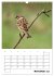 Amsel, Drossel, Fink und Star -... - Bild 4