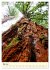 Redwoods - Faszination Mammutbäume... - Bild 11