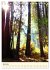 Redwoods - Faszination Mammutbäume... - Bild 12