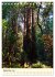 Redwoods - Faszination Mammutbäume... - Bild 15