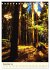 Redwoods - Faszination Mammutbäume... - Bild 5