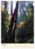 Redwoods - Faszination Mammutbäume... - Bild 10
