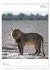 BIG CATS - Namibias Raubkatzen... - Bild 9