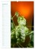 Bier (hochwertiger Premium Wandkalender... - Bild 13