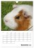 Meerschweinchen Terminplaner... - Bild 15