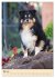 Mit Shelties durchs Jahr (Wandkalender... - Bild 11