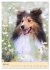 Mit Shelties durchs Jahr (Wandkalender... - Bild 12