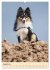 Mit Shelties durchs Jahr (Wandkalender... - Bild 14