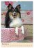 Mit Shelties durchs Jahr (Wandkalender... - Bild 4