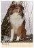 Mit Shelties durchs Jahr (Wandkalender... - Bild 5