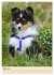Mit Shelties durchs Jahr (Wandkalender... - Bild 9