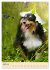 Mit Shelties durchs Jahr (Wandkalender... - Bild 10