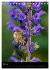 Bienen und Hummeln (Tischkalender 2026... - Bild 11