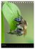 Bienen und Hummeln (Tischkalender 2026... - Bild 12
