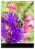 Bienen und Hummeln (Tischkalender 2026... - Bild 13