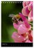 Bienen und Hummeln (Tischkalender 2026... - Bild 14