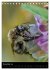 Bienen und Hummeln (Tischkalender 2026... - Bild 4
