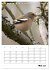 Amsel, Drossel, Fink und Star -... - Bild 11