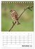 Amsel, Drossel, Fink und Star -... - Bild 4