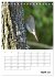 Amsel, Drossel, Fink und Star -... - Bild 10