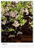 Japan - Kirschblüten (Wandkalender... - Bild 14