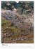 Japan - Kirschblüten (Wandkalender... - Bild 3