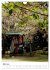 Japan - Kirschblüten (Wandkalender... - Bild 9