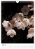 Japan - Kirschblüten (Wandkalender... - Bild 10