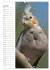 Der Nymphensittich-Terminplaner... - Bild 12