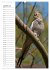 Der Nymphensittich-Terminplaner... - Bild 6